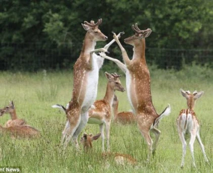 Hươu sao "đại chiến" kỳ lạ chưa từng thấy