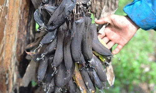 Dân khóc ròng vì trái cây rẻ như cho, không ai mua