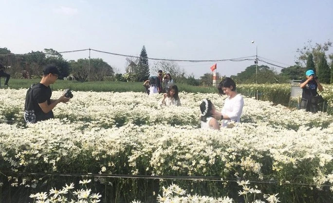 Lại một mùa hoạ mi nở rộ, chủ vườn kiếm bộn thế nào?