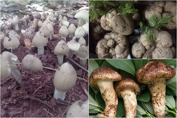 Loại nấm đắt đỏ mấy chục triệu/kg, nhà giàu Việt không ngại chi tiền mua