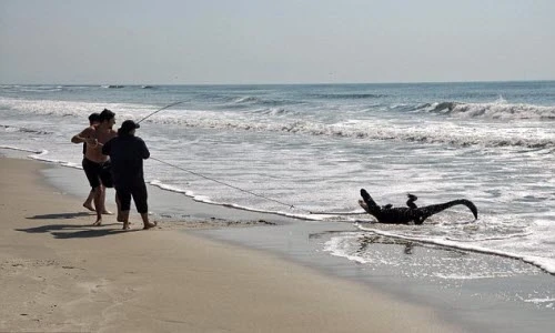 Bắt được cá sấu lảng vảng ngoài bãi tắm