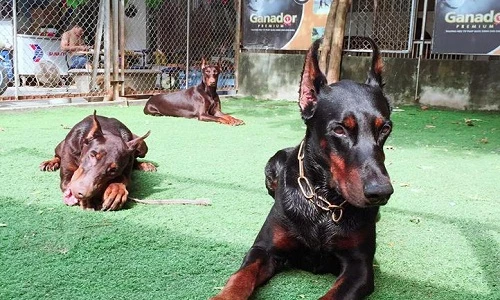 Những trang trại chó độc lạ nhất Việt Nam