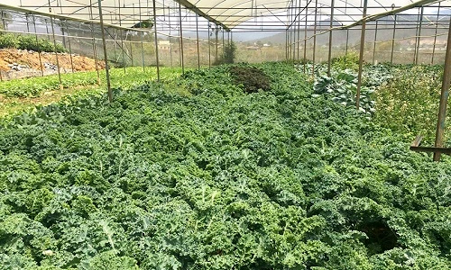 Lạc vào xứ sở rau cải xoăn giá cao tại Đà Lạt