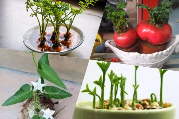 “Ngẩn ngơ” ngắm những loại bonsai rau củ quả cực đẹp