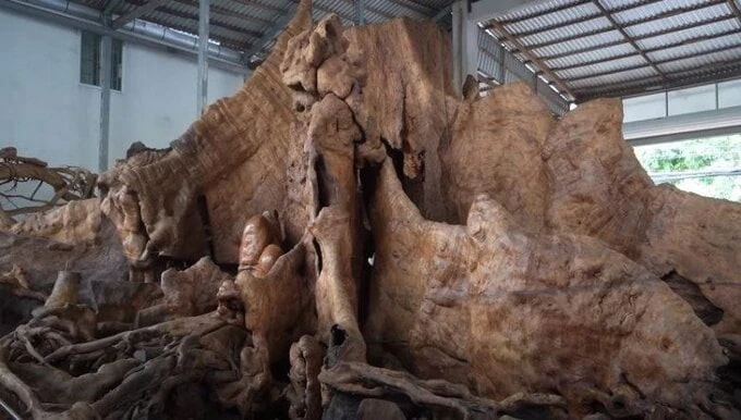 Gốc cây 30 tỷ đại gia vác “bao tải tiền” cũng không mua được 