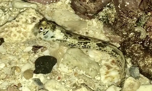 Trăm lần đi biển mới được thưởng thức đặc sản hiếm: Cá thòi lòi