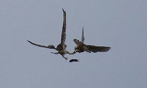 Kịch chiến chim cắt cướp trắng mồi ngon của chim cú 