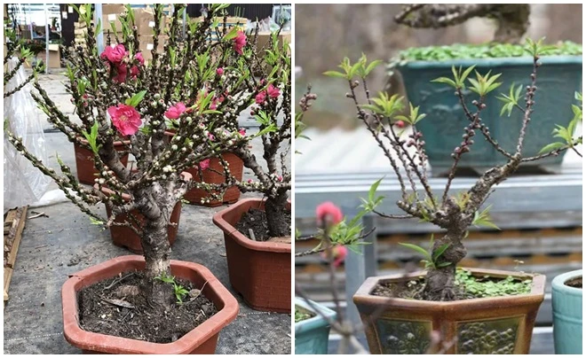 Cách phân biệt biết đào mini “gắn mác” đào Thất Thốn bán đầy chợ 