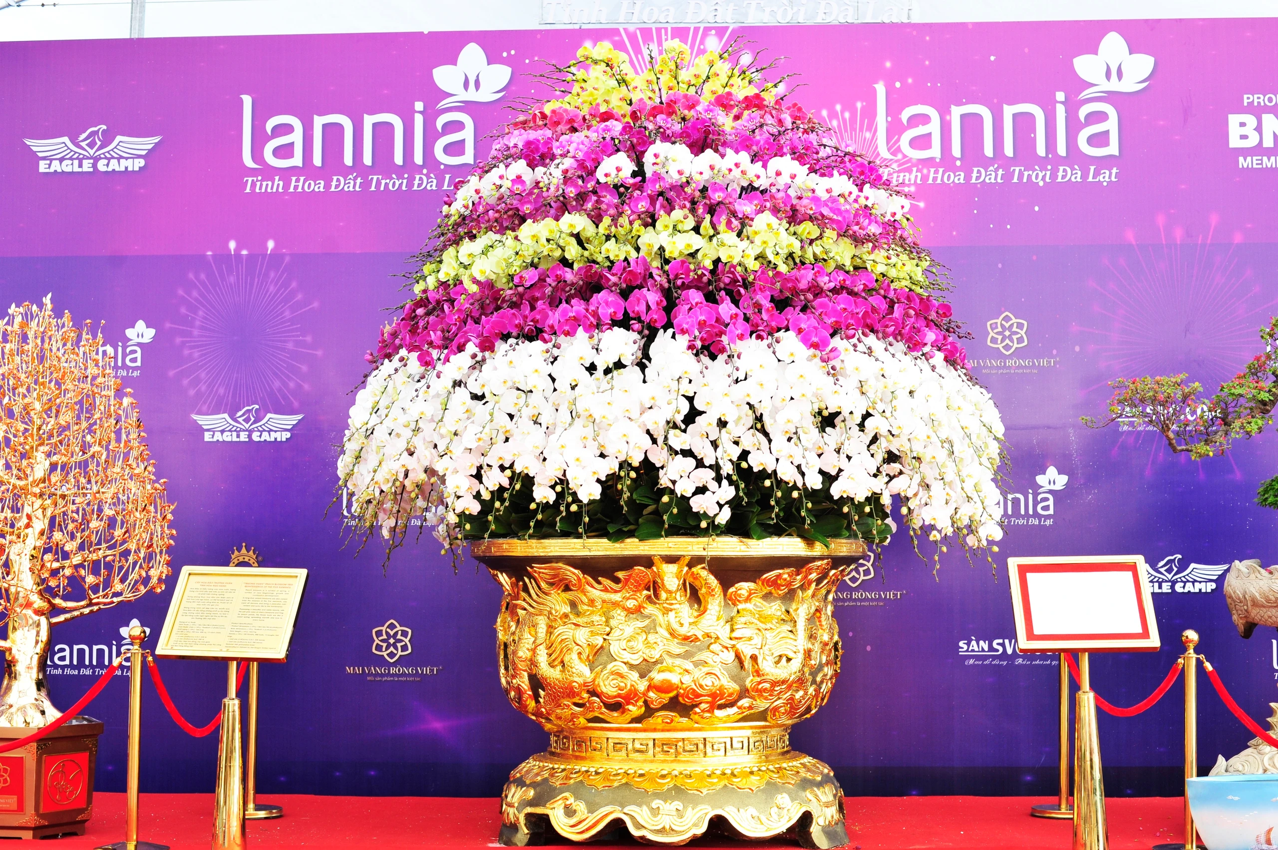 Ngắm chậu lan hồ điệp dát vàng gần 4 tỷ tại Hà Nội 