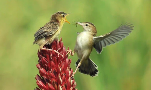 Ảnh động vật tuần: Voi khổng lồ đi qua núi