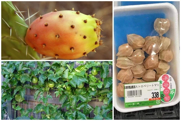 Mọc dại ở Việt Nam, những quả này lại đắt khó tin ở nước ngoài