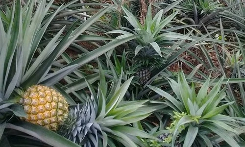 Những cánh đồng dứa trăm triệu của nông dân Việt