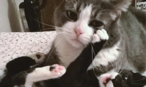 Chết cười gương mặt của những bà mẹ động vật (1)