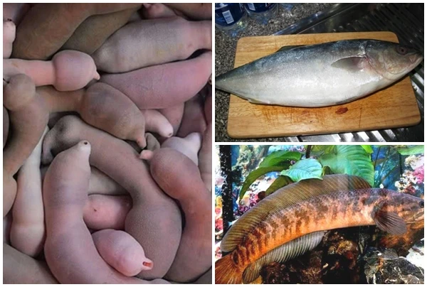 Nghe tên “ngượng đỏ mặt” nhưng 3 loại cá đặc sản luôn đắt khách