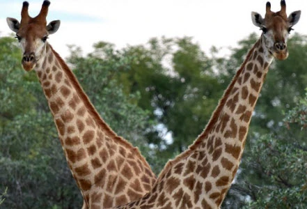 Ngỡ ngàng với khoảnh khắc hươu cao cổ như có hai đầu