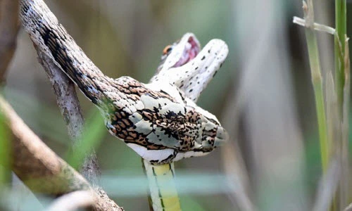 Hãi hùng xem rắn ăn thịt đồng loại