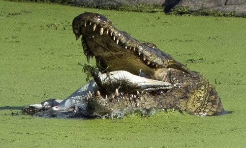 Kinh hoàng cá sấu khổng lồ cắn nát đồng loại trong miệng