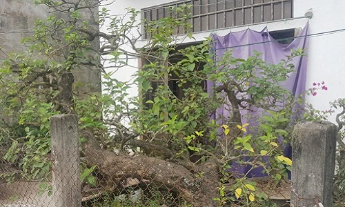 Kiểng lạ 100 tuổi, có lá tỏa hương thơm ở Nam Định