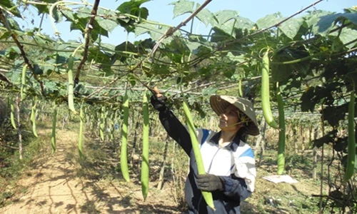 Những giàn mướp hương hái ra tiền của nông dân Việt
