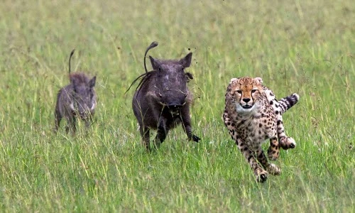 Lợn lòi truy đuổi báo gấm chạy té khói