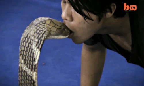 Rùng rợn màn trêu ghẹo, hôn rắn hổ mang của trai trẻ