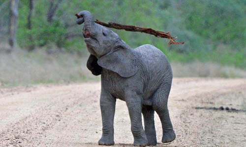 Thích thú xem voi con thông minh nghĩ ra cách gãi ngứa 