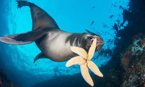 Hải cẩu tinh nghịch đùa giỡn với sao biển