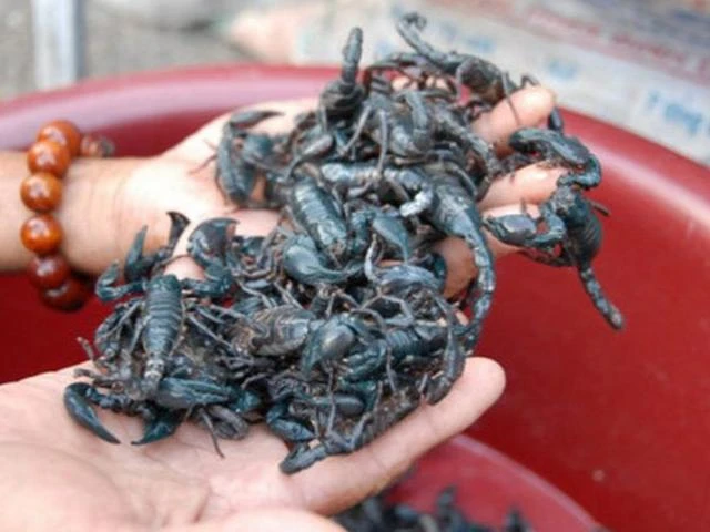 Loài nhiều người Việt khiếp sợ, không ngờ là đặc sản 500.000/kg