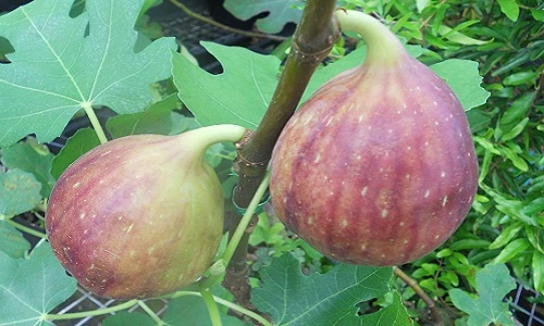 Cận cảnh sung Mỹ siêu khủng, siêu đắt gây sốt thị trường 