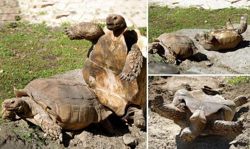 Chết cười cảnh rùa đực ngã chổng kềnh khi giao phối