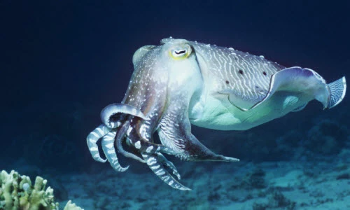 Ảnh động vật: Mực nang khổng lồ bơi dưới đáy biển sâu