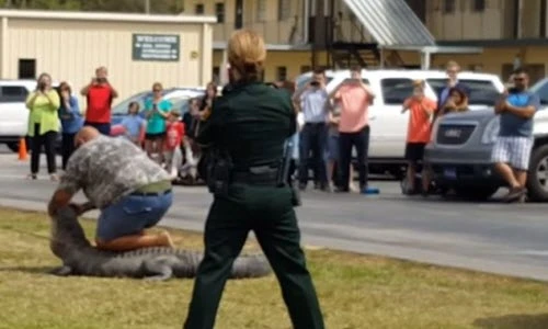 Hãi hùng vây bắt cá sấu khổng lồ lạc vào trường học