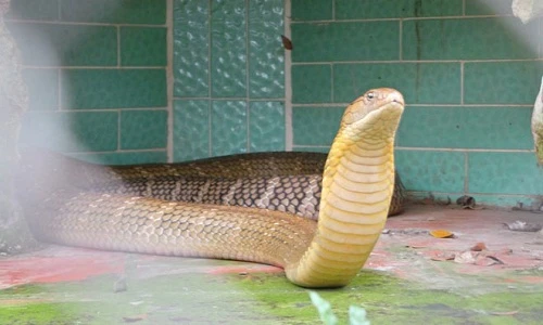 Tận thấy cảnh săn mồi của mãng xà ở miền Tây