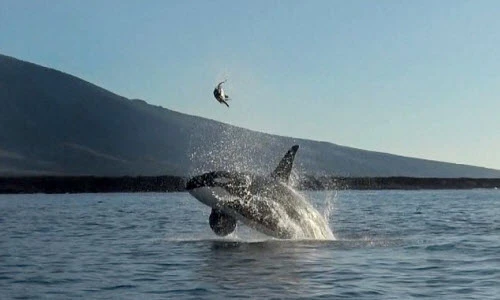 Cá voi sát thủ hất rùa khỏi mặt nước rồi nuốt chửng