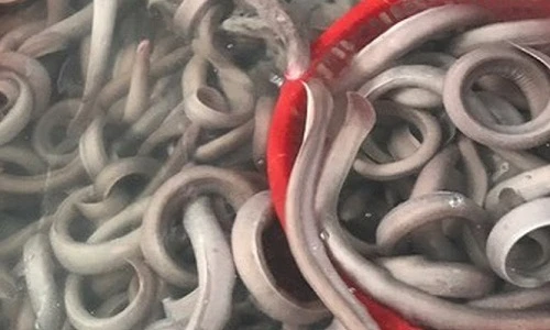 Đặc sản lươn biển đắt đỏ dân Việt đổ xô mua có gì lạ?