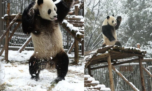 Chết cười cảnh gấu trúc khiêu vũ, nhào lộn trên tuyết