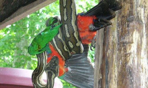 Cận cảnh trăn khổng lồ nuốt chửng vẹt ở nhà dân