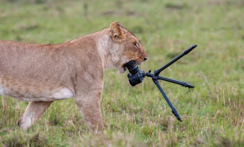 Ảnh động vật tuần: Sư tử cả gan ăn trộm camera 