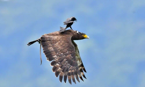 Ảnh động vật tuần: Chèo bẻo to gan cưỡi đại bàng, cá mập lộ...