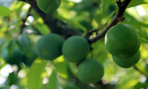 Ngắm mận Mộc Châu hứa hẹn mùa bội thu