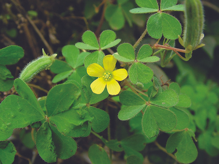  Bởi vì khi muốn loại bỏ chua me đất để trồng các cây cảnh khác là quá khó. Cho dù bạn dọn dẹp bao lần, xới tung đất thì chỉ cần để sót 1 mảnh củ chua me đất là chúng nhanh chóng lại phát triển trở lại theo cấp số nhân.