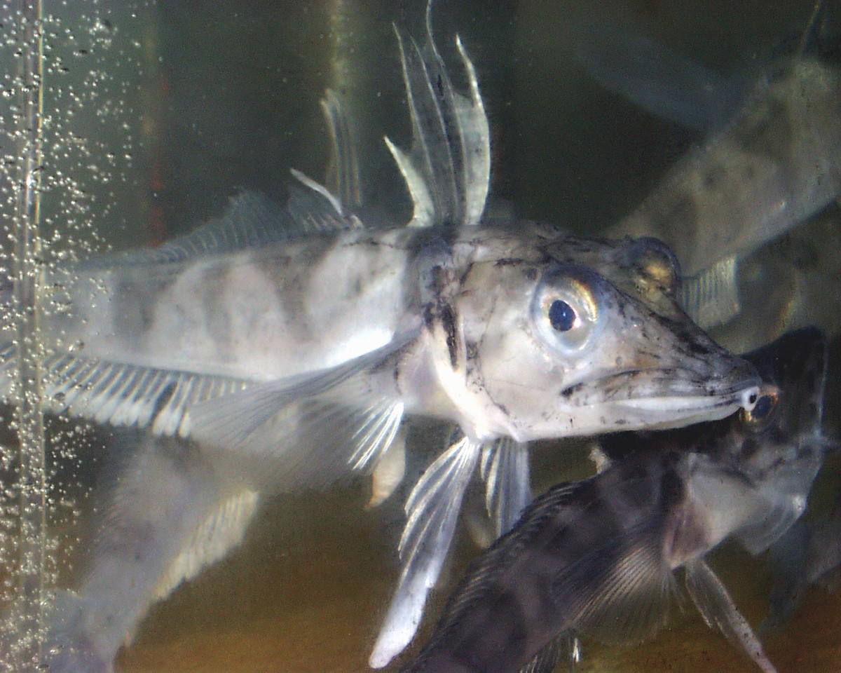  5. Thích nghi với môi trường thiếu oxy. Do sống ở vùng nước lạnh và giàu oxy, cá băng Nam Cực đã tiến hóa để hấp thụ oxy trực tiếp qua da, giúp chúng tồn tại dù không có hemoglobin trong máu. Ảnh: cos.northeastern.edu.