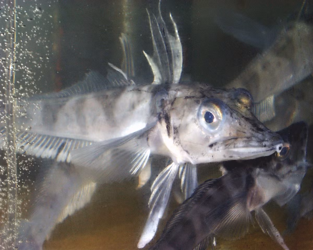  5. Thích nghi với môi trường thiếu oxy. Do sống ở vùng nước lạnh và giàu oxy, cá băng Nam Cực đã tiến hóa để hấp thụ oxy trực tiếp qua da, giúp chúng tồn tại dù không có hemoglobin trong máu. Ảnh: cos.northeastern.edu.