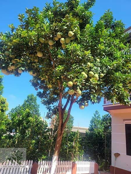  Ngoài ra còn có cây bưởi có dáng vẻ đẹp, cành xum xuê khi nở hoa có lá xanh và hoa trắng, tạo cho người ta cảm giác sảng khoái. Khi quả chín lại trông rất lễ hội nên người xưa khuyên trồng tróng sân để mang lại sự sung túc cho gia đình.