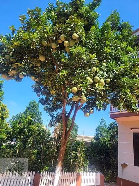  Ngoài ra còn có cây bưởi có dáng vẻ đẹp, cành xum xuê khi nở hoa có lá xanh và hoa trắng, tạo cho người ta cảm giác sảng khoái. Khi quả chín lại trông rất lễ hội nên người xưa khuyên trồng tróng sân để mang lại sự sung túc cho gia đình.