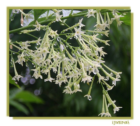 Những loài hoa có mùi thơm quá nồng như dạ lan hương, dạ lý hương,… khi nở hoa cũng được cho là không tốt. Nguyên nhân là do mùi hương của những loại hoa này có thể kích thích hệ thần kinh, khiến con người cảm thấy đau đầu, khó chịu, mất ngủ,… gây hại cho sức khỏe.