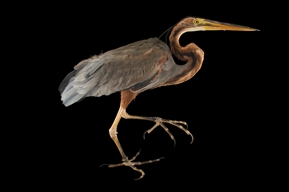  Diệc lửa xuất hiện ở hồ Trị An (2022). Diệc lửa (Ardea purpurea manilensis) được ghi nhận tại hồ Trị An, Đồng Nai sau nhiều năm không có tài liệu ghi nhận tại khu vực này. Ảnh:.joelsartore.com.