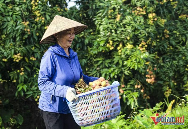 Vải thiều trúng giá, một ngày lão nông thu ngay 25 triệu đồng - Hình 3 Vai thieu trung gia, mot ngay lao nong thu ngay 25 trieu dong-Hinh-3