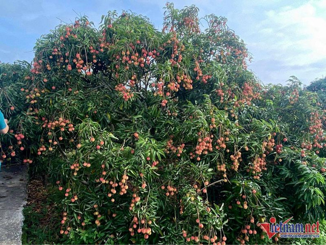 Vải thiều trúng giá, một ngày lão nông thu ngay 25 triệu đồng - Hình 2 Vai thieu trung gia, mot ngay lao nong thu ngay 25 trieu dong-Hinh-2
