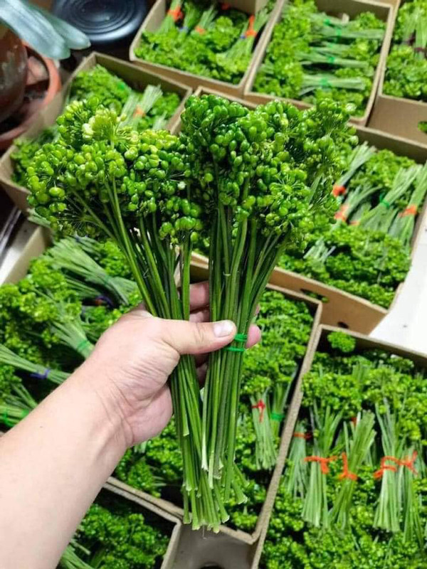 Kỳ lạ loại hoa giá 8 triệu/kg, khách vẫn xuống tiền mua ngâm rượu Ky la loai hoa gia 8 trieu/kg, khach van xuong tien mua ngam ruou